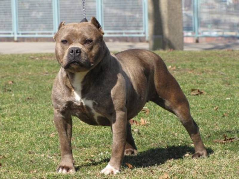 Quanto Custa Adestrador a Domicílio para Cães Bravos Rio Pequeno - Adestramento de Cachorros Bravos