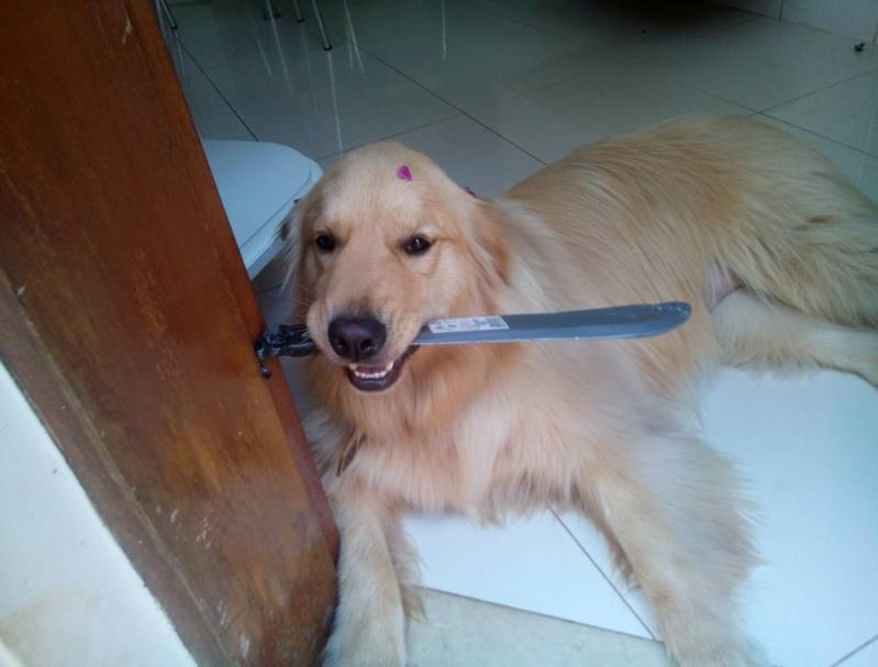 Quanto Custa Adestrador de Cães Golden Retriever Barueri - Adestrador e Hotel para Cães