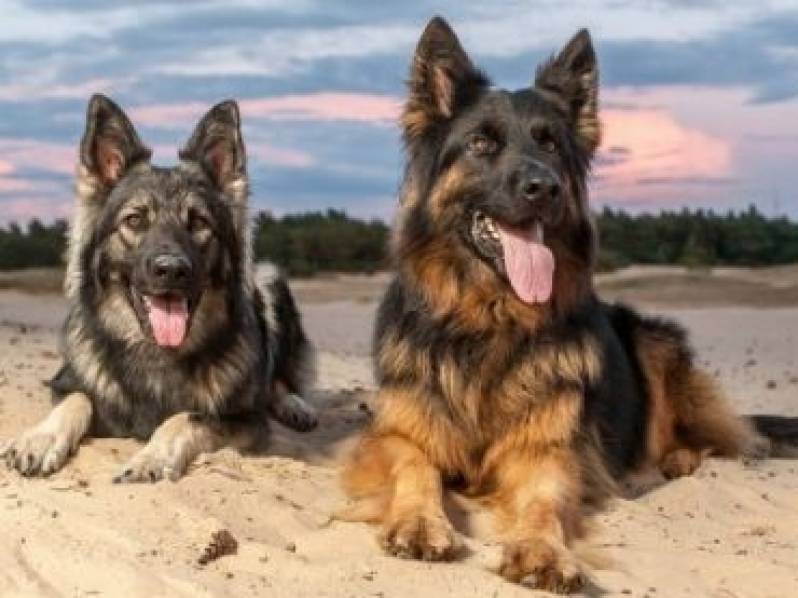 Quanto Custa Adestrador para Cachorro Bravos Tamboré - Adestramento de Cachorros Bravos