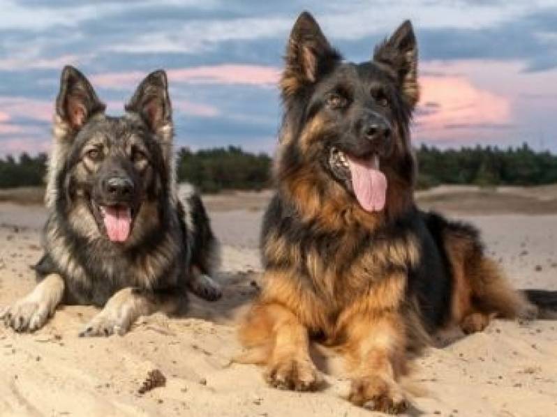 Quanto Custa Adestrador para Cachorro Bravos Itapevi - Adestrador para Cachorro Bravos
