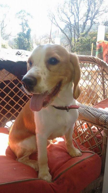 Quanto Custa Adestrador para Cachorro de Faro Santana de Parnaíba - Adestrador de Cães Golden Retriever