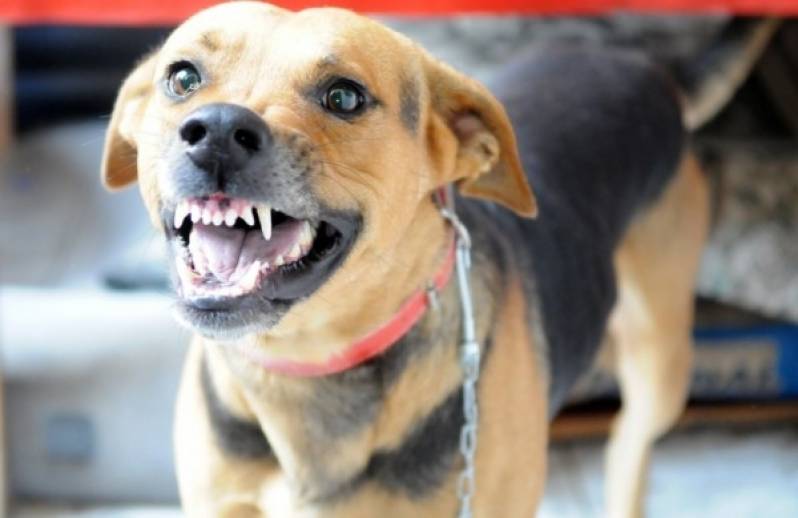 Quanto Custa Adestrador para Cão Anti Social Butantã - Adestramento de Cães Raivoso