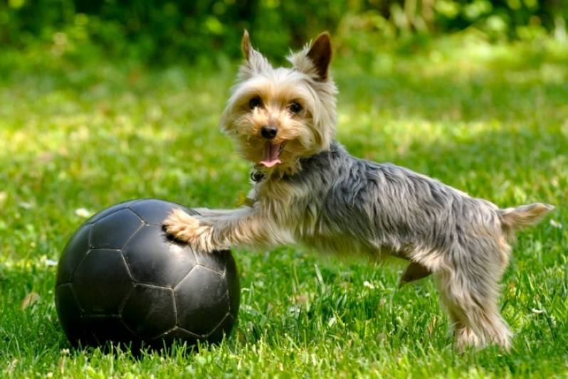 Quanto Custa Adestrador para Filhotes de Cachorro Vila Olímpia  - Adestrador Comportamental de Cachorro