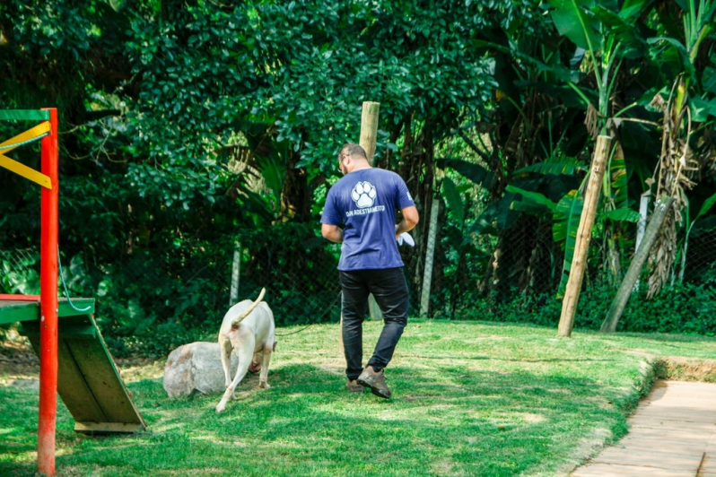Quanto Custa Adestramento Básico de Cães Carapicuíba - Serviços para Adestrar Cães