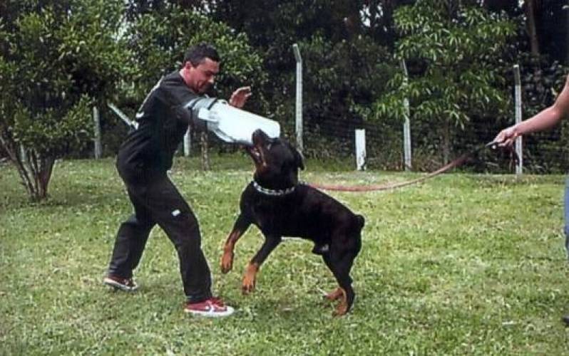 Quanto Custa Adestramento para Cão de Guarda Butantã - Adestramento para Cão de Guarda