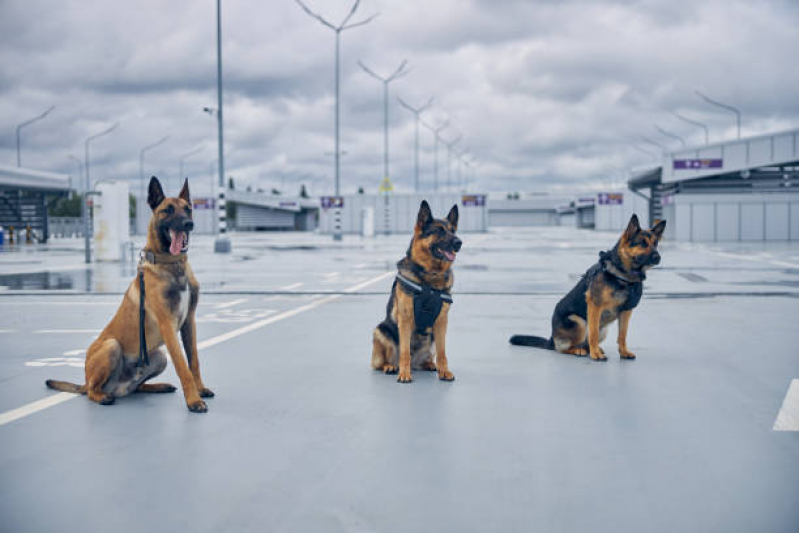 Quanto Custa Alugar Cachorro Segurança Lapa - Treinamento de Cachorros Policiais