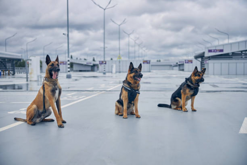 Quanto Custa Alugar Cachorro Segurança Vila Olímpia  - Treinamento para Cachorro de Caça