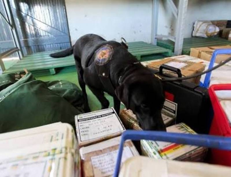 Quanto Custa Cães Farejadores de Drogas Rio Pequeno - Cães Farejadores de Explosivos
