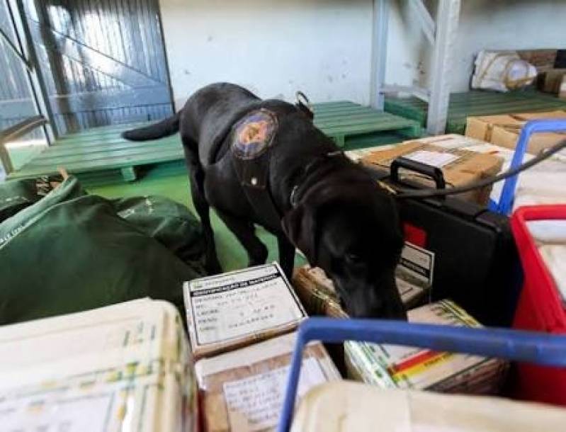 Quanto Custa Cães Farejadores de Drogas Santana de Parnaíba - Treinamento de Cão Farejador