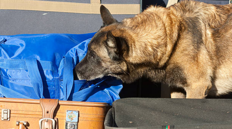 Quanto Custa Cães Farejadores de Explosivos Santana de Parnaíba - Cão de Guarda Farejador