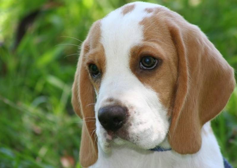 Quanto Custa Cães Farejadores no Brasil Higienópolis - Cães para Faro de Animais Perdidos