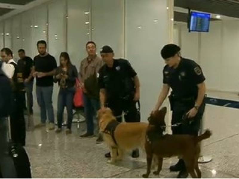 Quanto Custa Cão de Faro Receita Federal Raposo Tavares - Cães Farejadores no Brasil