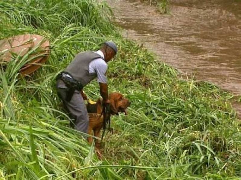 Quanto Custa Cão Farejador de Pessoas Perdidas Alto da Lapa - Cães Farejadores no Brasil