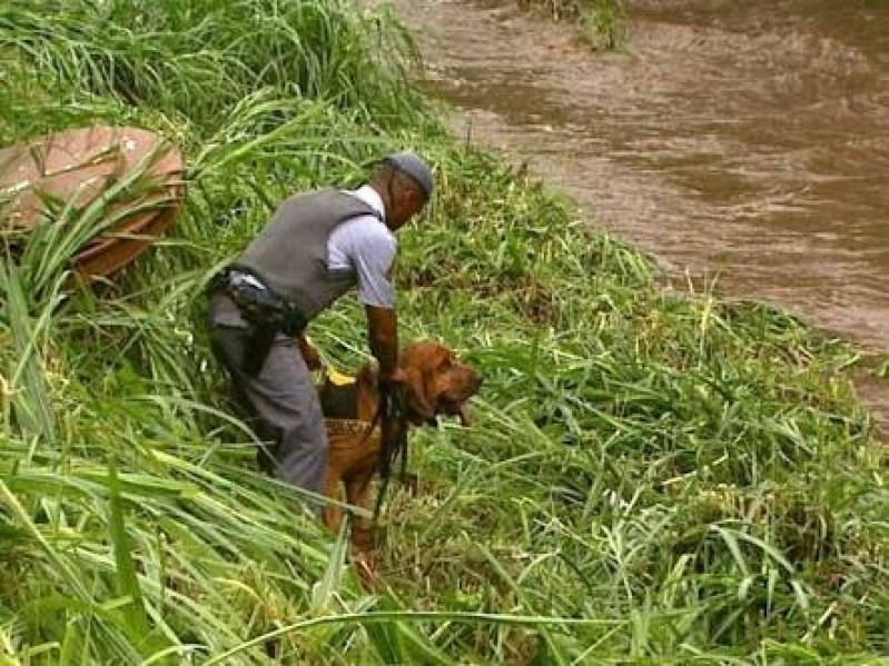 Quanto Custa Cão Farejador de Pessoas Perdidas Carapicuíba - Cão de Faro Treinamento