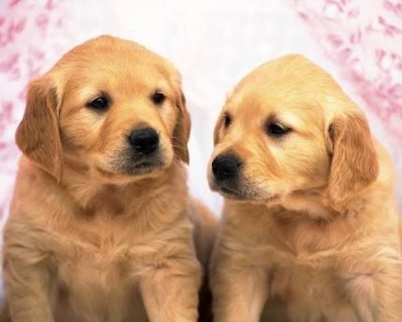 Quanto Custa Creche de Cachorros Golden Retriever Rio Pequeno - Creche de Cães