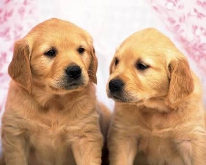 Quanto Custa Creche de Cachorros Golden Retriever Rio Pequeno - Creche de Cachorros Golden Retriever