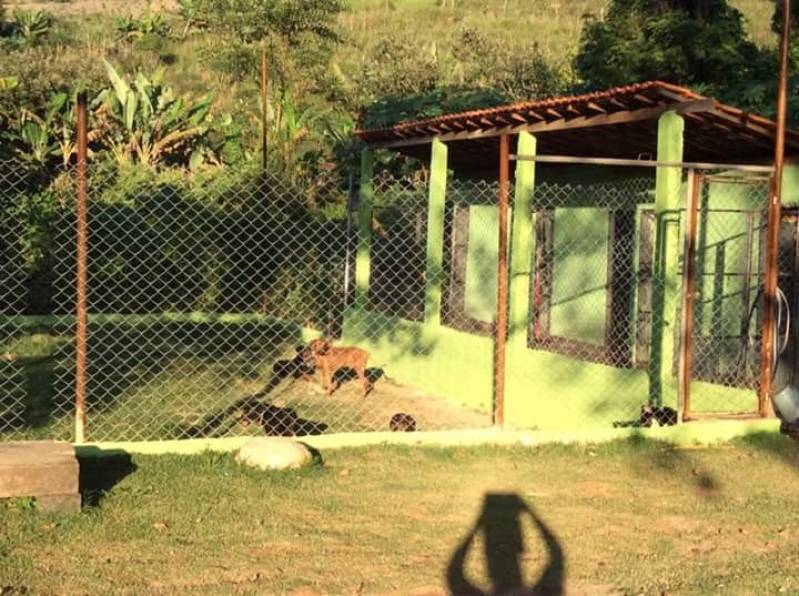 Quanto Custa Curso de Adestramento Canino Granja Viana - Curso para Treinar Cão de Faro