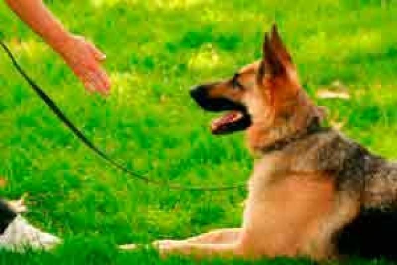 Quanto Custa Curso de Adestramento de Cães Presencial Rio Pequeno - Curso de Adestramento Inteligente