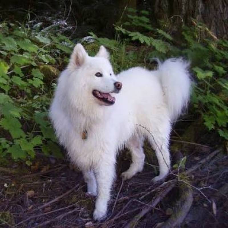 Quanto Custa Curso de Adestramento Vila Mariana - Curso de Adestramento e Psicologia Canina