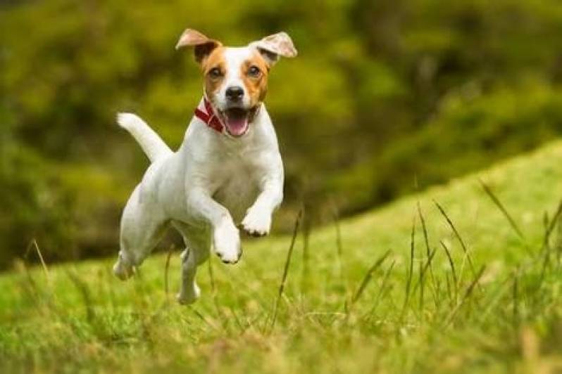Quanto Custa Day Care Canino Raposo Tavares - Spa Canino
