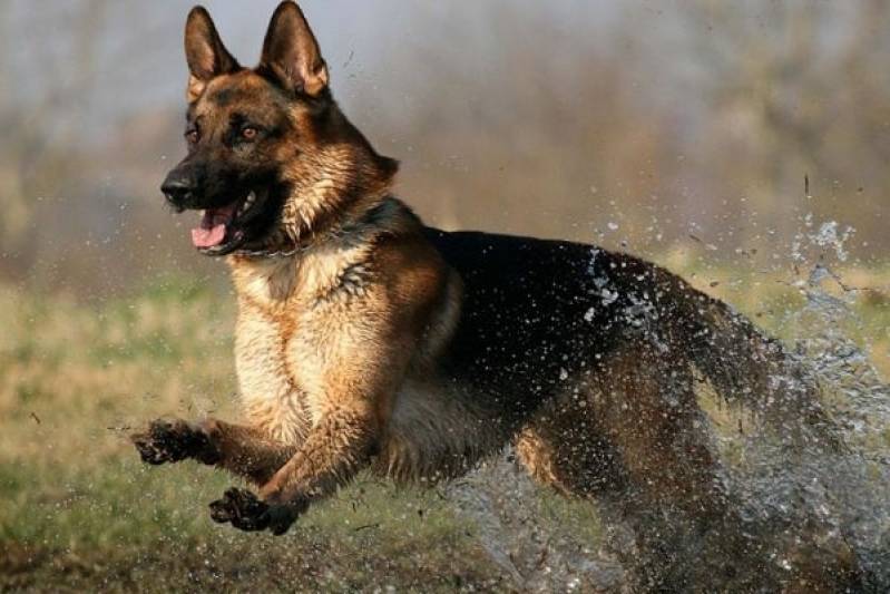 Quanto Custa Detetive com Cães Farejadores Tamboré - Detetive de Cachorro com Cão Farejador