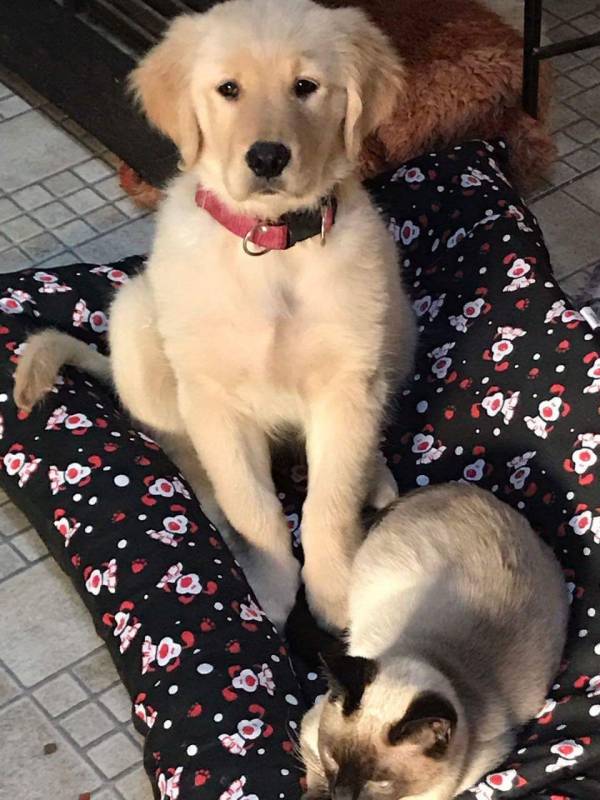 Quanto Custa Hospedagem para Golden Cotia - Hotelzinho de Cachorro com Atividades Físicas