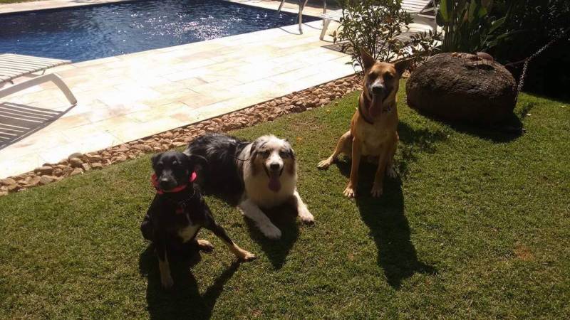 Quanto Custa Hotel para Cachorro Grande e Forte Jardim Bonfiglioli - Hotelzinho de Cachorro com Atividades Físicas