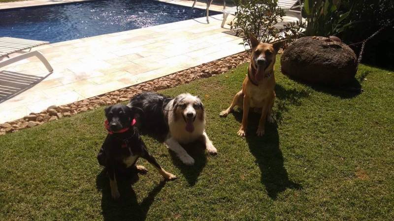 Quanto Custa Hotel para Cachorro Grande e Forte Tamboré - Hotelzinho de Cães