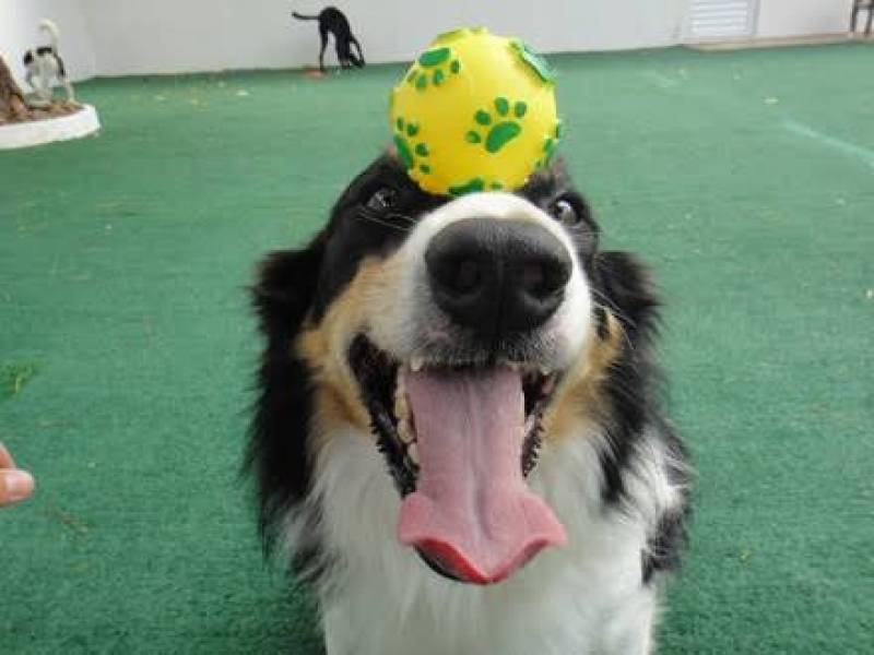 Quanto Custa Hotelzinho de Cachorro com Agility Cotia - Hotel para Cachorro Grande