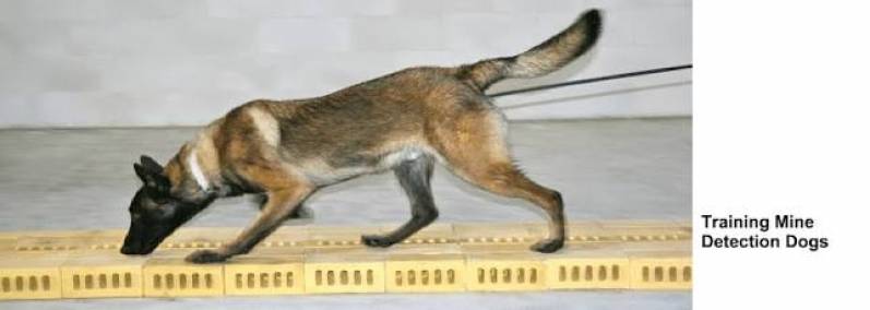 Quanto Custa Locação de Cão de Faro Cotia - Cães de Faro de Explosivos