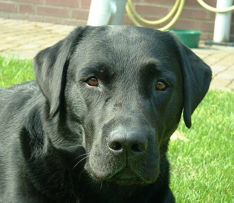 Quanto Custa Segurança com Cães em SP Santana de Parnaíba - Segurança com Cachorros em SP