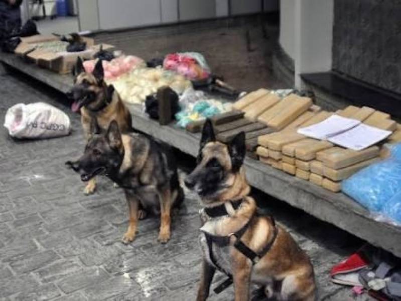 Quanto Custa Treinador de Cães Farejadores de Droga Alphaville - Cães de Faro de Explosivos