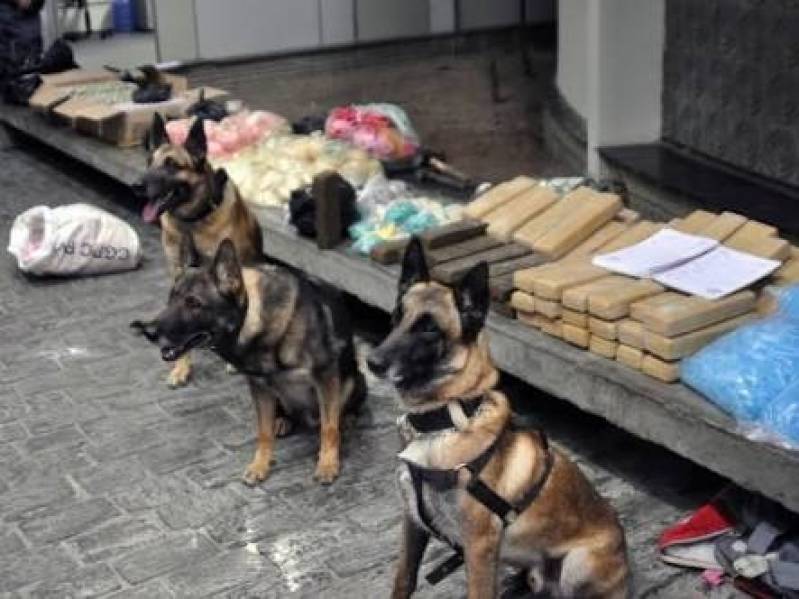 Quanto Custa Treinador de Cães Farejadores de Droga Santana de Parnaíba - Cão Farejador de Pessoas Perdidas