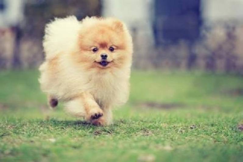 Quanto Custa Treinamento para Cachorro de Caça Santana de Parnaíba - Cachorro de Segurança para Locação