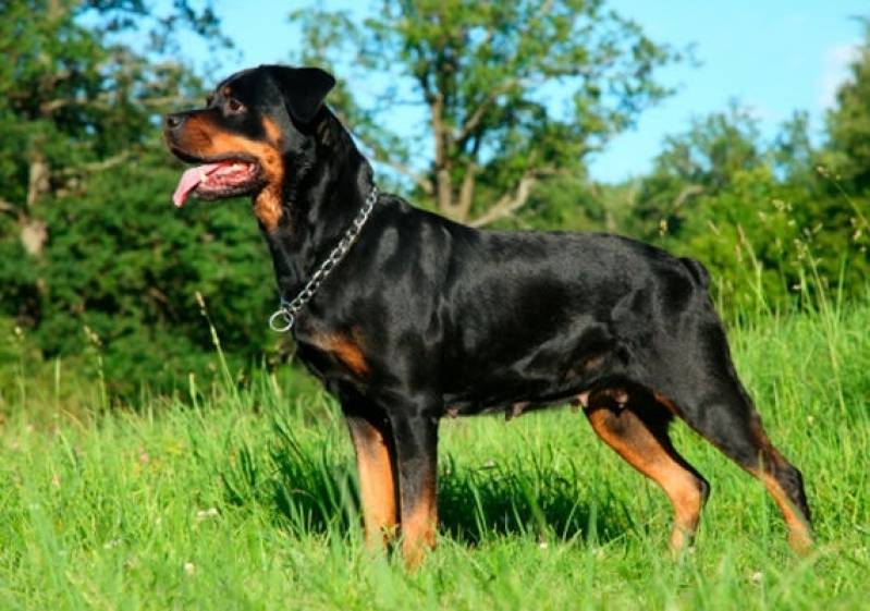 Segurança com Cães Adestrados Vila Madalena - Cão de Segurança de Aluguel