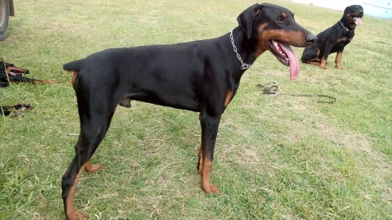 Segurança com Cão Alugado Higienópolis - Treinamento de Cachorros Policiais