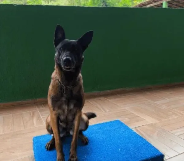 Dan Adestramento