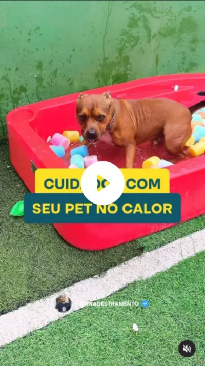 Dan Adestramento
