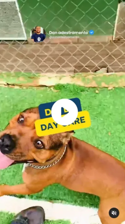Dan Adestramento
