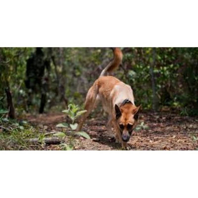 Serviço de Treinador de Cães Farejadores Valores Higienópolis - Treinador para Cães Farejadores