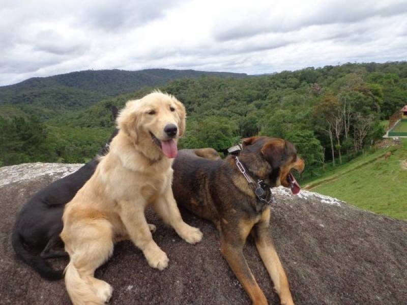 Serviço para Adestrar Cães Santana de Parnaíba - Adestramento de Cães Golden