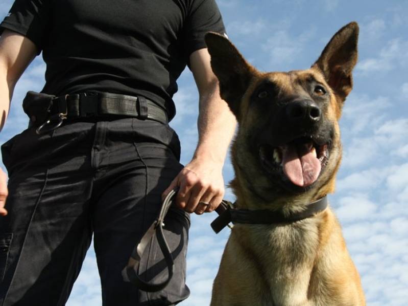 Serviços de Cães Farejadores Preço Aldeia da Serra - - Cão de Faro