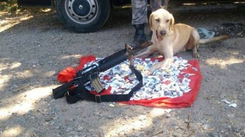 Serviços de Cães Farejadores Santana de Parnaíba - Cão de Faro Receita Federal