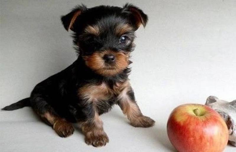 Serviços de Creche para Cachorro Carapicuíba - Creche para Animais