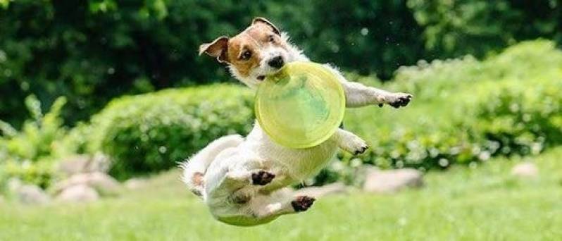 Serviços de Creches para Cachorros Rio Pequeno - Creche para Animais