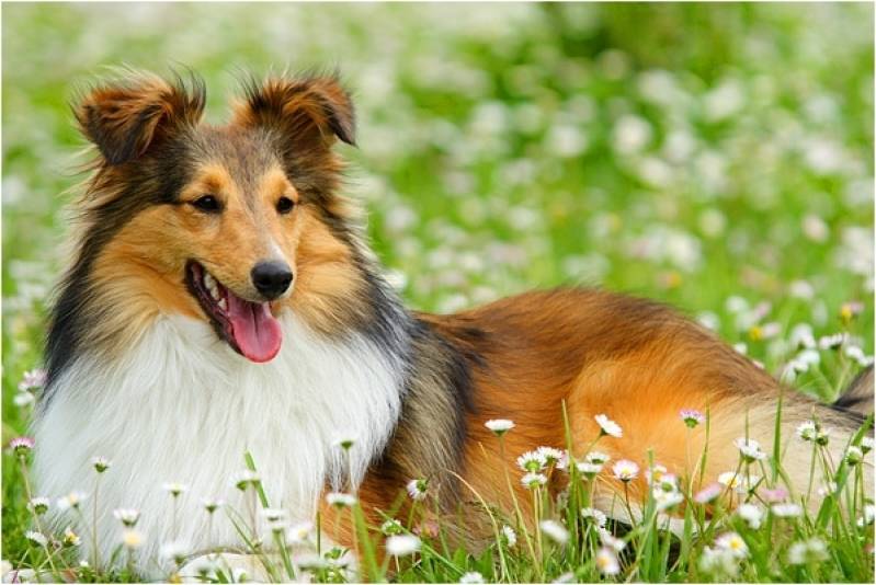 Serviços de Creches para Cães Butantã - Creche de Cachorros Golden Retriever