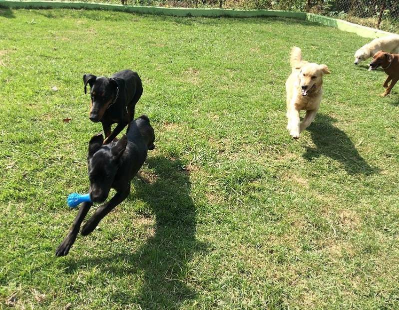 Serviços de Treinamentos para Cachorros Raposo Tavares - Locação de Cachorro de Segurança