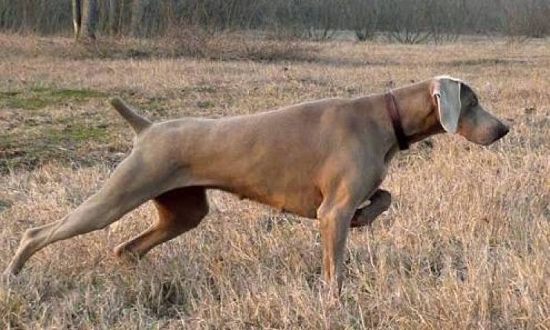 Serviços Especializados de Busca de Animais Desaparecidos Granja Viana - Cães Farejadores no Brasil