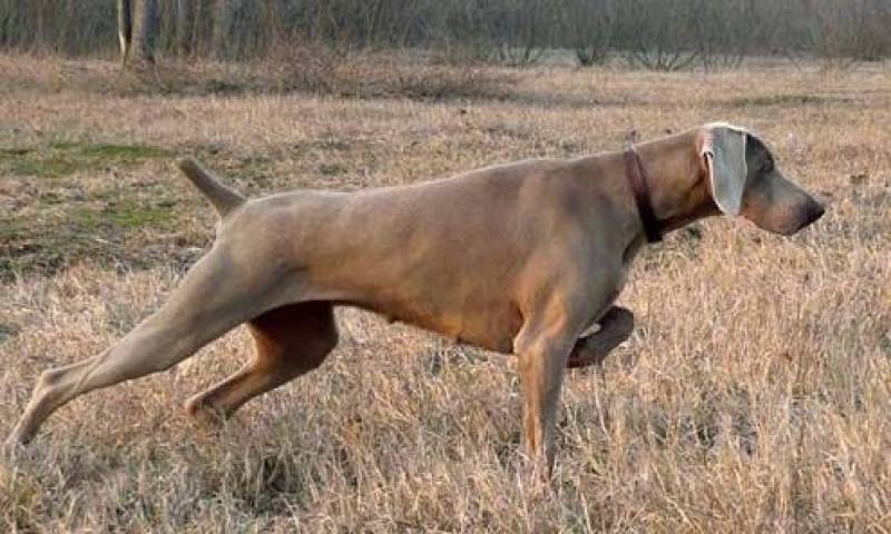 Serviços Especializados de Busca de Animais Desaparecidos Butantã - Cães de Faro de Explosivos