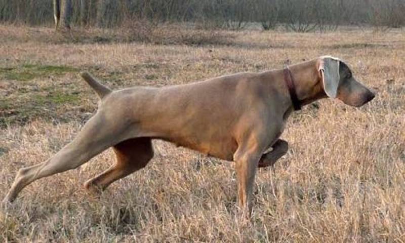 Serviços Especializados de Busca de Animais Desaparecidos Santana de Parnaíba - Treinar um Cachorro Farejador